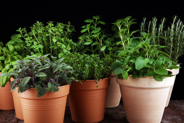 Homegrown and aromatic herbs in old clay pots on rustic background