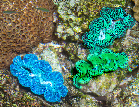 Living Tridacna clams spread out their colorful blue and green mantles to absorb light on the floor of a tropical reef as small fish swim about