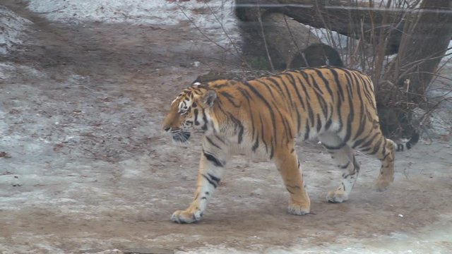 Young Amur tiger lives not so bad in captivity