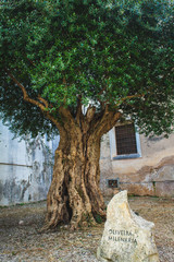 thousand years old olive tree