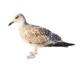 Seagull, isolated on white background