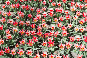 Naklejka premium Field with blooming reds in a white strip of tulips close up.