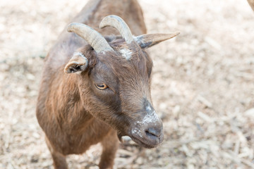 Horned goat close-up behind the fence of the farm.