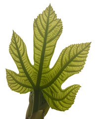 first leaves on a branch