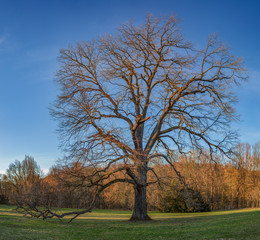 alte, große Eiche im Park im Frühjahr
