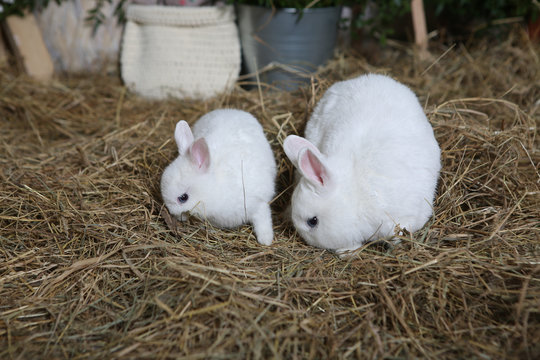 live Easter rabbits