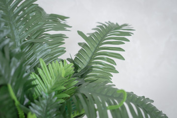 branch of a fern