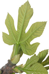 first leaves on a branch