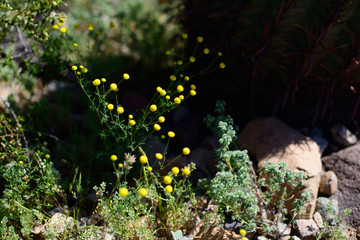 Arizona Wildflowers 2019