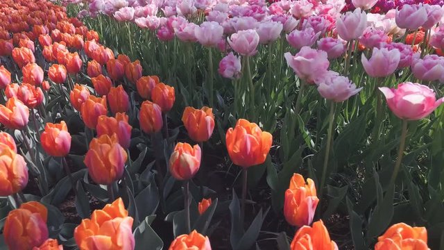 Multicolor tulips field. Nature background with flower bed. 4K