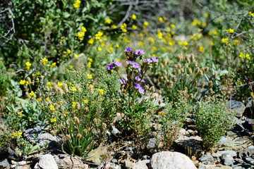 Arizona Wildflowers 2019