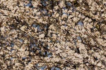 Spring is here