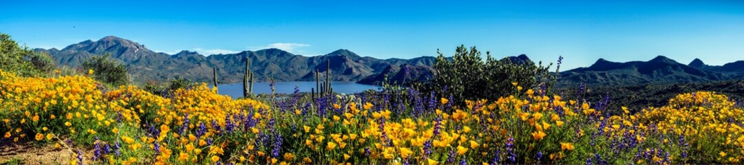 Arizona Wildflowers 2019