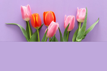 bouquet of orange and pink tulips over pastel purple wooden background. Top view