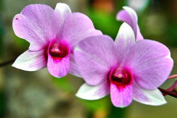 Naklejka na ściany i meble orchid in the garden
