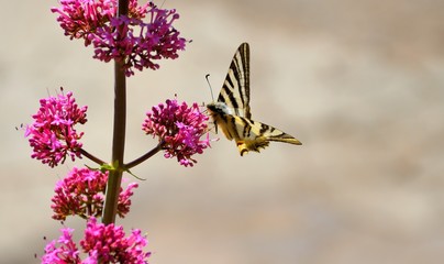 Beautiful Mediterranean Butterfly
