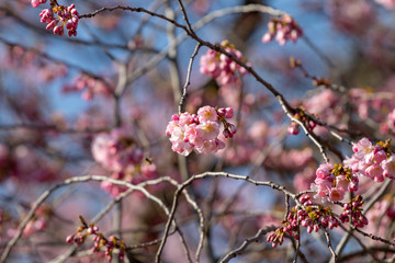 Cherry Blossom
