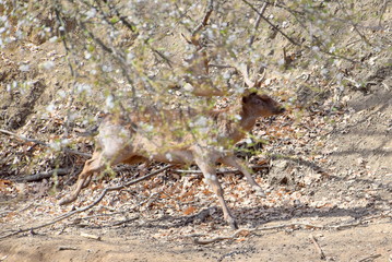 Fallow deer running