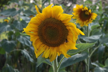 sunflower field of sunflowers