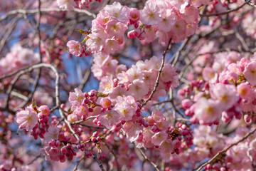 Cherry Blossom