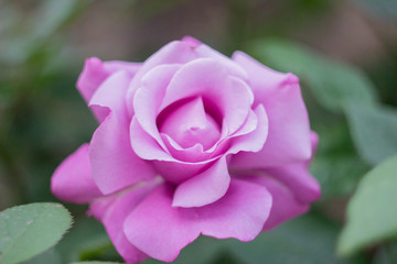 pink rose in garden