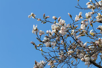 Cherry Blossom