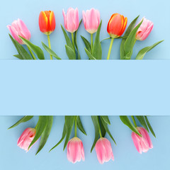 bouquet of orange and pink tulips over pastel blue wooden background. Top view