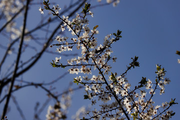 View of flowering prunus spinosa tree in the spring garden