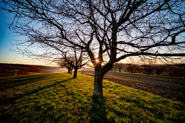 Fototapeta na wymiar Tree trunk and early morning sunrise in spring