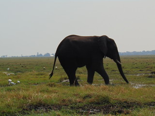 Nambia Elephant Beauty