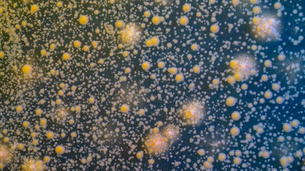 close up petri dish with microbe colony