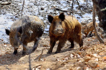 wild boar in forest