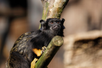 Portrait of female red-handed midas tamarin monkey
