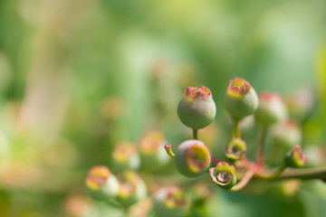 Small green buds bathing in the sunshine