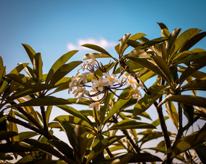flor