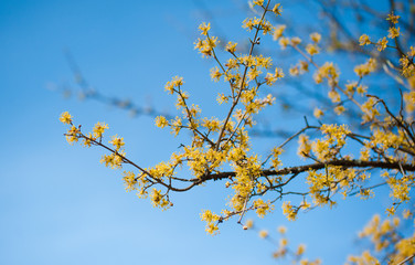 Yellow flowers branch blossom in spring time on blue sky background. Closeup of bloom yellow flowers on blue blurred background. Blooming branch in summer.