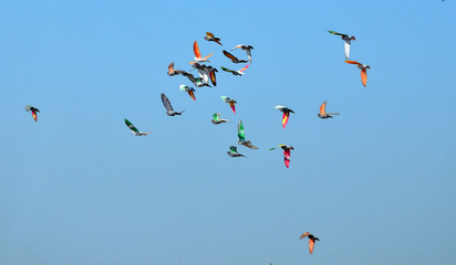 Spainsh Painted Pigeons In Barcelona