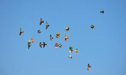 Spainsh Painted Pigeons In Barcelona