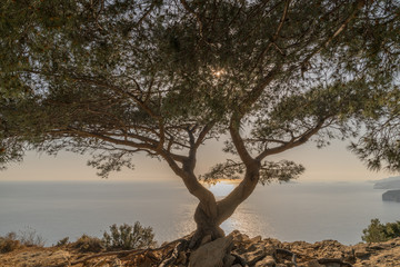 Coucher de soleil au travers d'un pin en bord de mer
