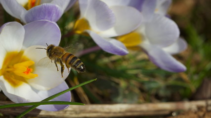 Bumble-bee sitting on the first wild crocus