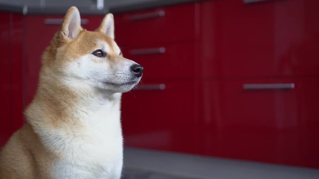 Calm cute dog sitting on the floor. Looks carefully to the side. Side view. The background is blurred. Close-up, Side view. Indoor, Bokeh, Shiba inu