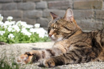 a cute domestic cat is lying in the garden closeup in the springtime