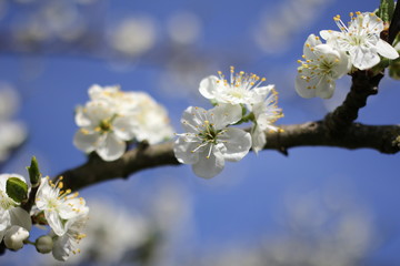 a branch of a plum tree with beautiful white blossom flowers and a blue sky in the background in springtimw