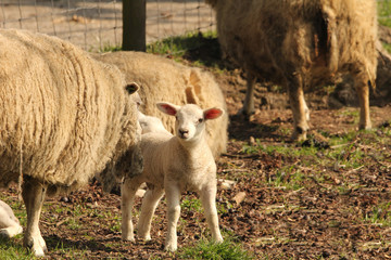 a curious lamb with funny ears between sheep in the field in springtime