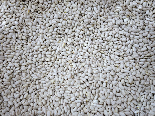 Beans, dried legumes, white,