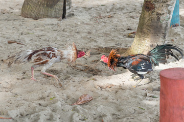 Obraz premium Hahnenkampf