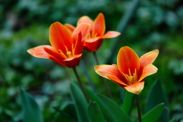 View of orange tulip flowers in the spring garden.