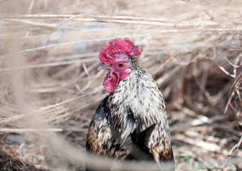 Chicken in Dried Grass