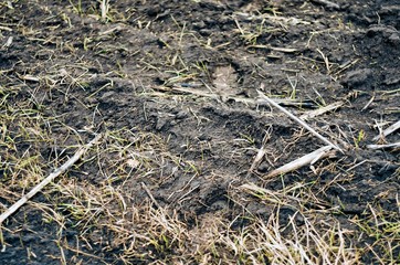 black soil