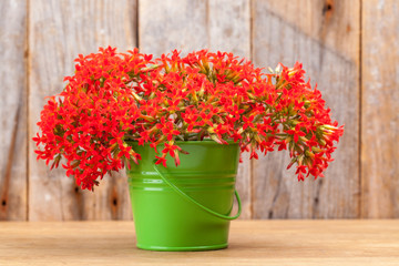 A bouquet of red flowers Kalanchoe in a green bucket